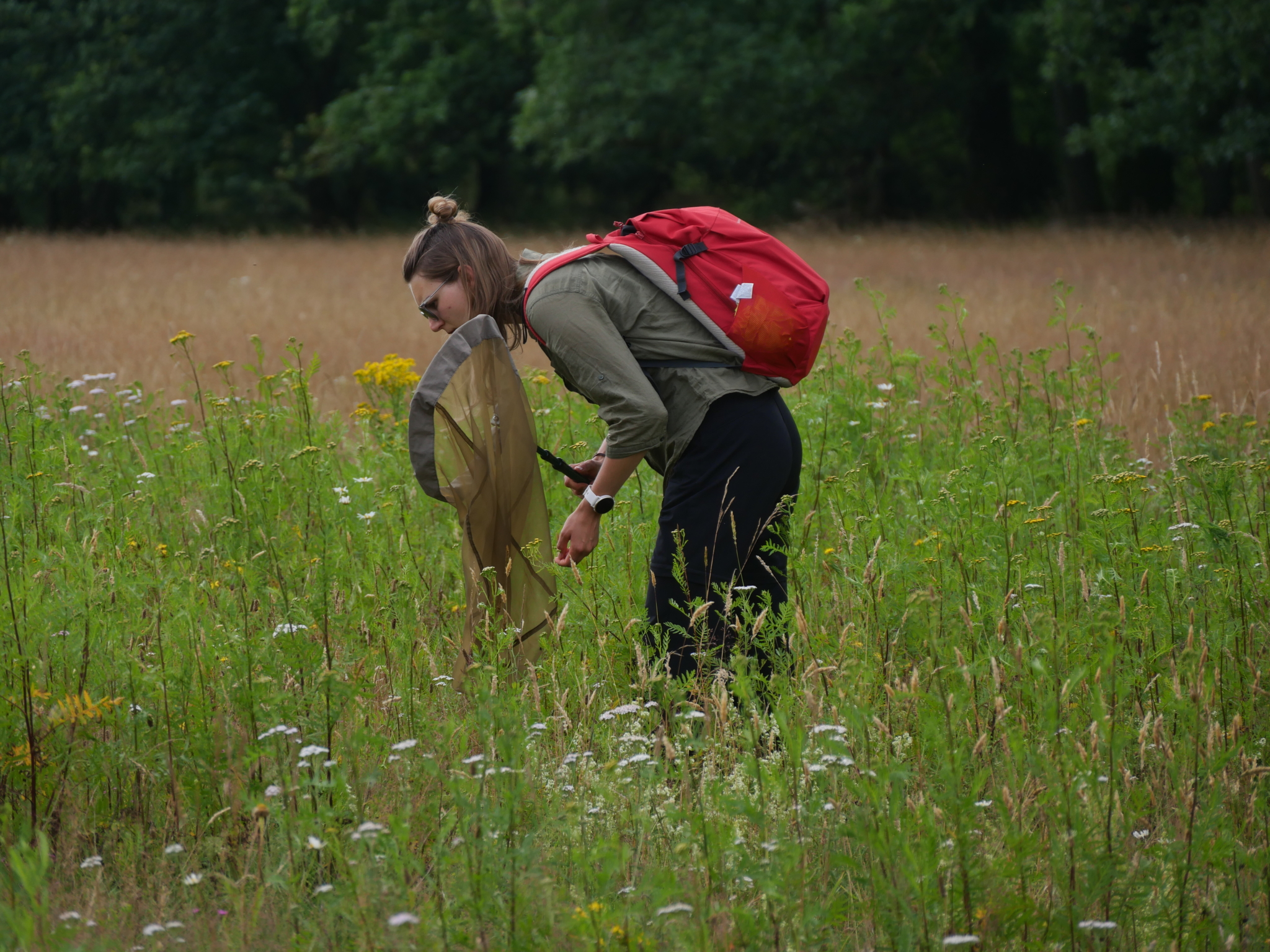 Mit dem Kescher untewegs: Artenkenntnis-Seminar Wilsede 2024 | VNP Stiftung Naturschutzpark Lüneburger Heide