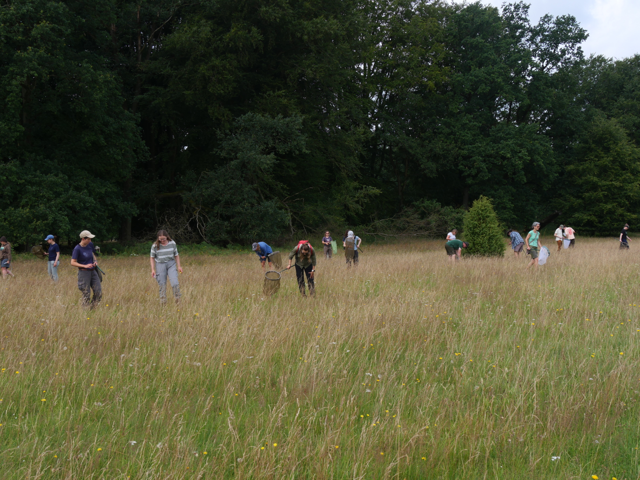Arbeit auf der Wiese: Artenkenntnis-Seminar Wilsede 2024 | VNP Stiftung Naturschutzpark Lüneburger Heide