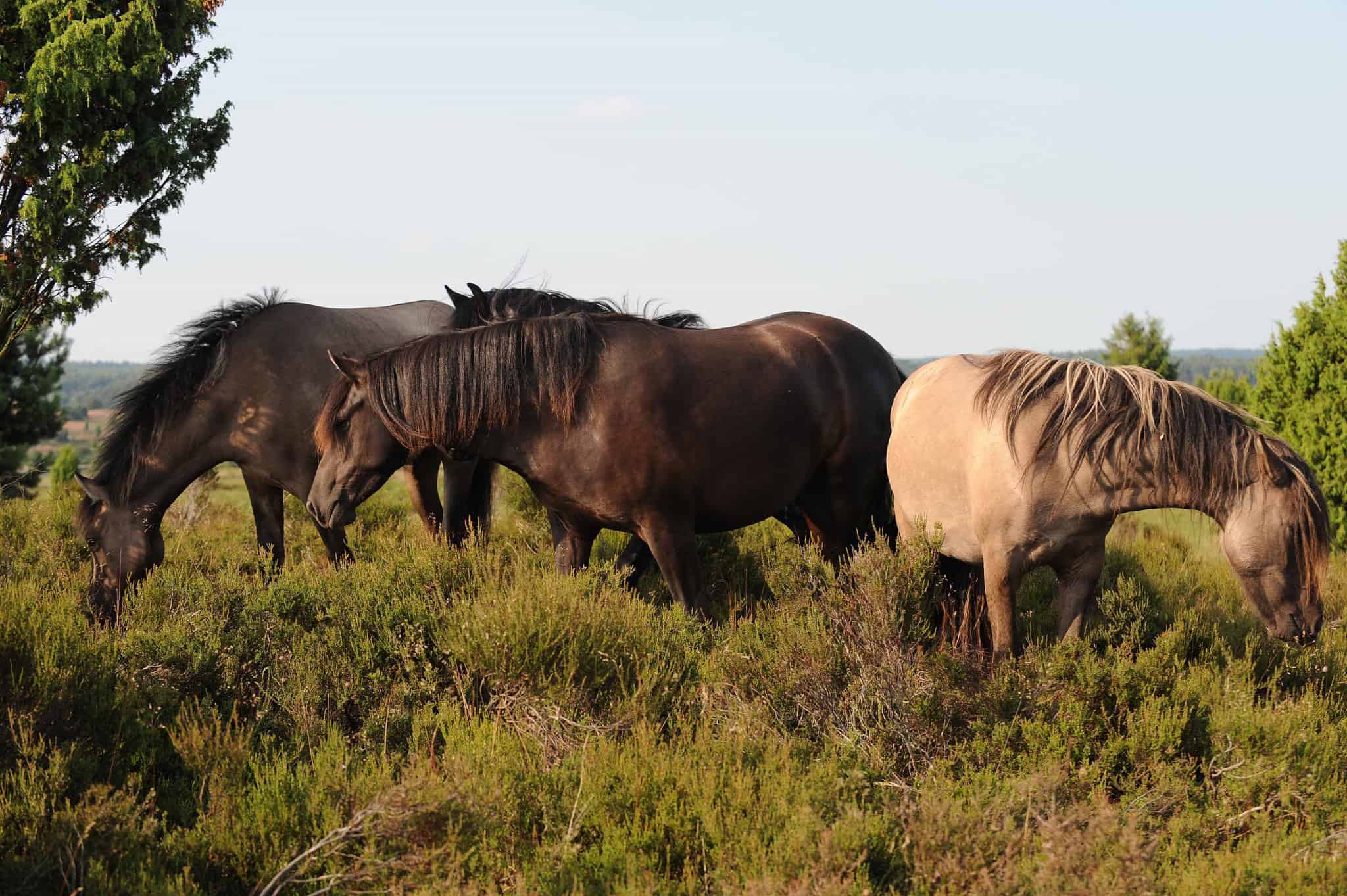 Dülmener Wildpferde im Sommer | VNP Stiftung