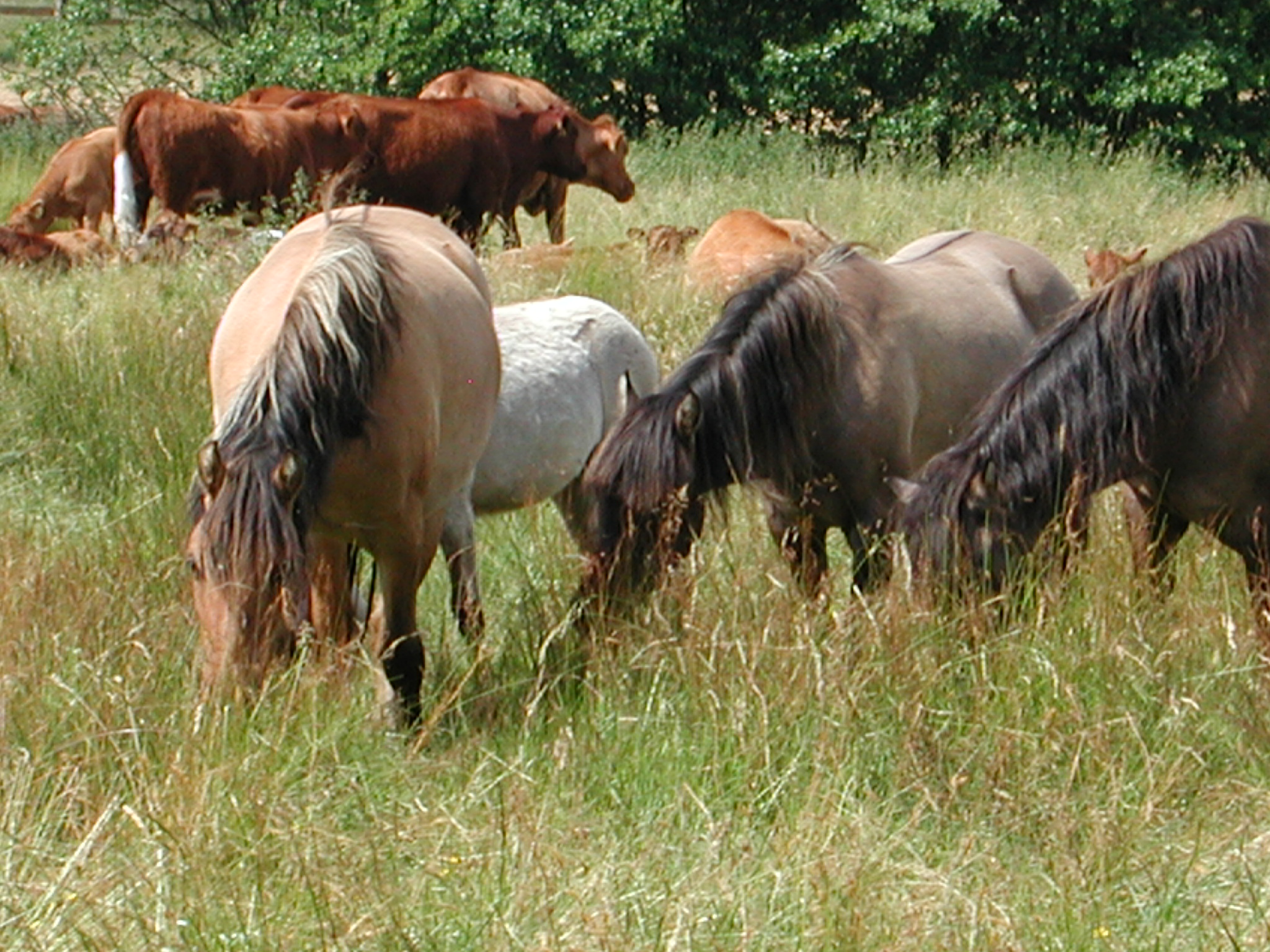 Landschaftspflegehof Hof Tütsberg: Dülmener Pferde und Wilseder Rote im Radenbachtal | Foto: VNP Stiftung Naturschutzpark Lüneburger Heide