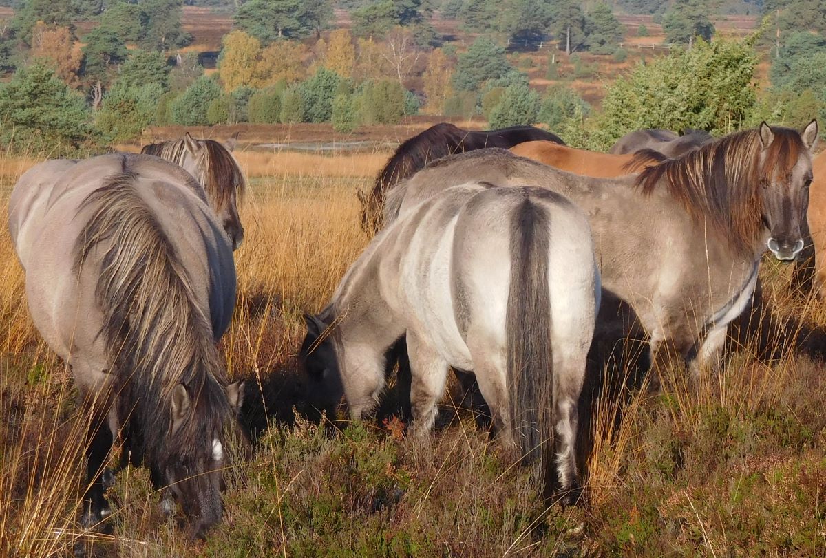 Dülmener Stuten im Radenbachtal | Foto Heike Brenken