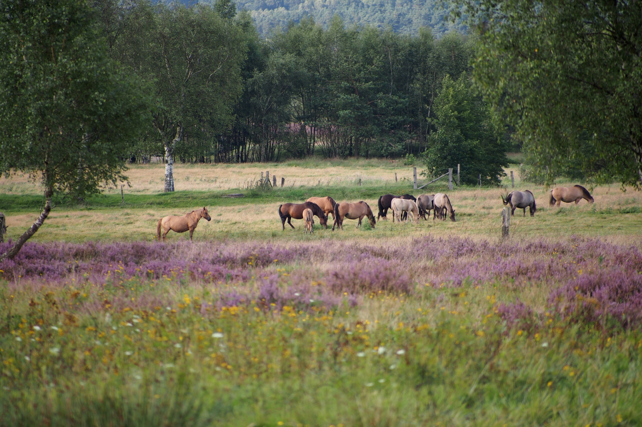 Dülmener Wildpferde auf der Weide | VNP Stiftung