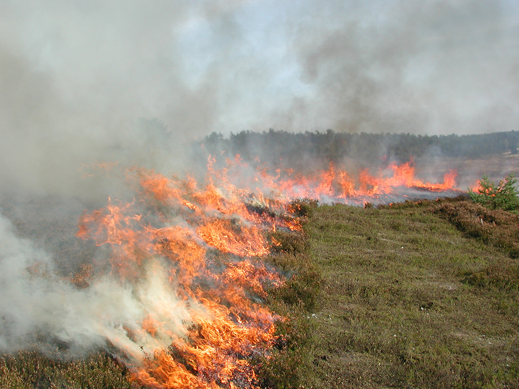 Heidebrand: Die Flammen ziehen kontrolliert über die Fläche. | VNP Stiftung