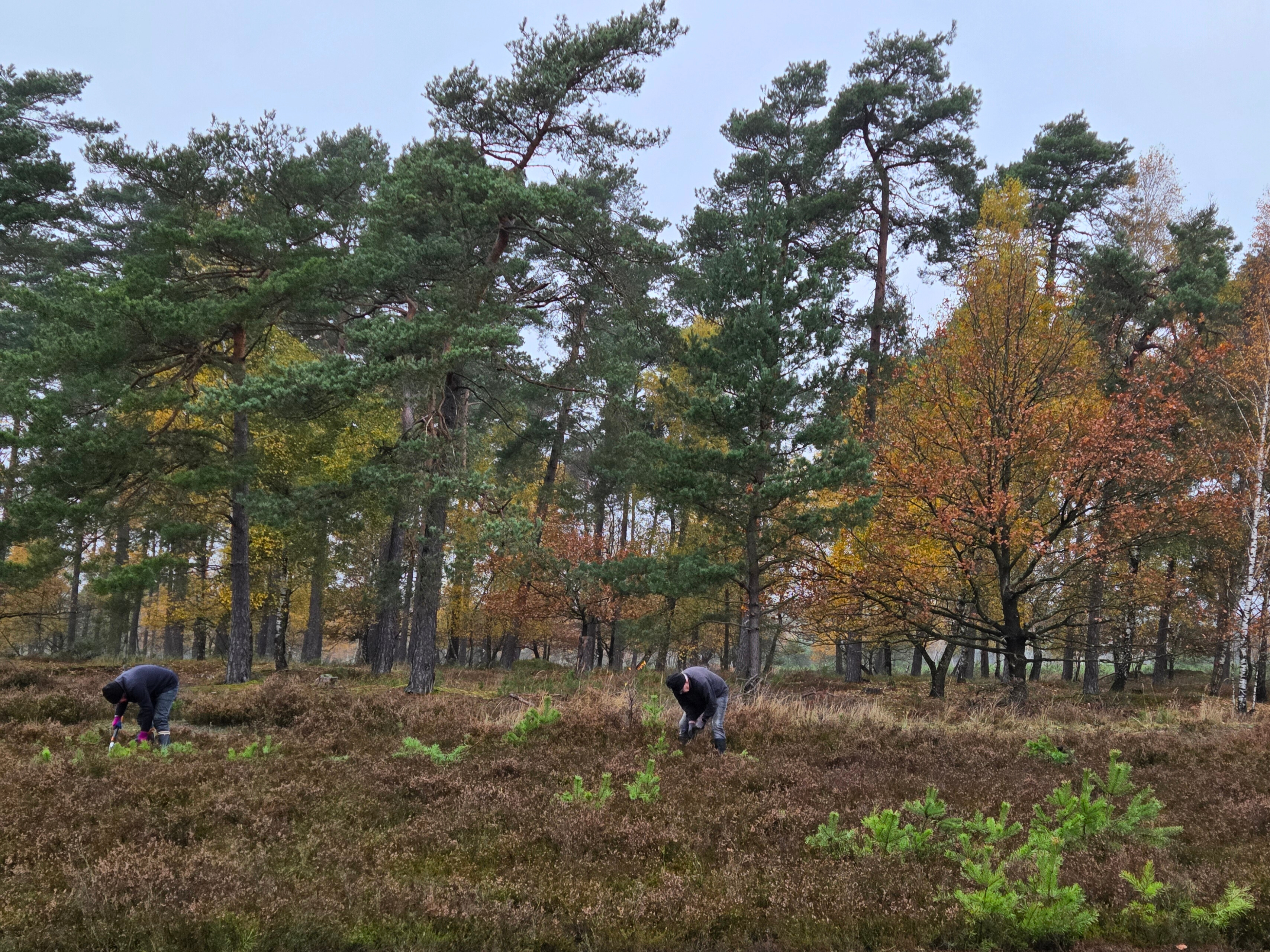 Entkusseln: Mitarbeit bei Offenlandpflege im Naturschutzpark zur Förderung der Biodiversität.