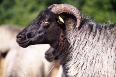 Heidschnuckenportrait | Foto: VNP Stiftung Naturschutzpark Lüneburger Heide