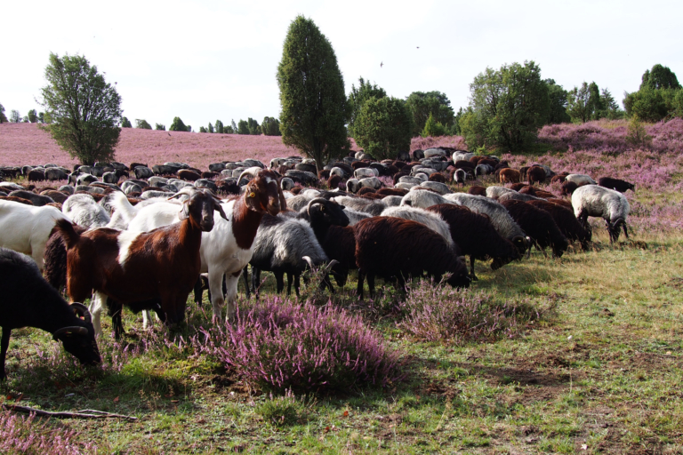 Heidschnuckenherde in der blühenden Heide | VNP-Stiftung