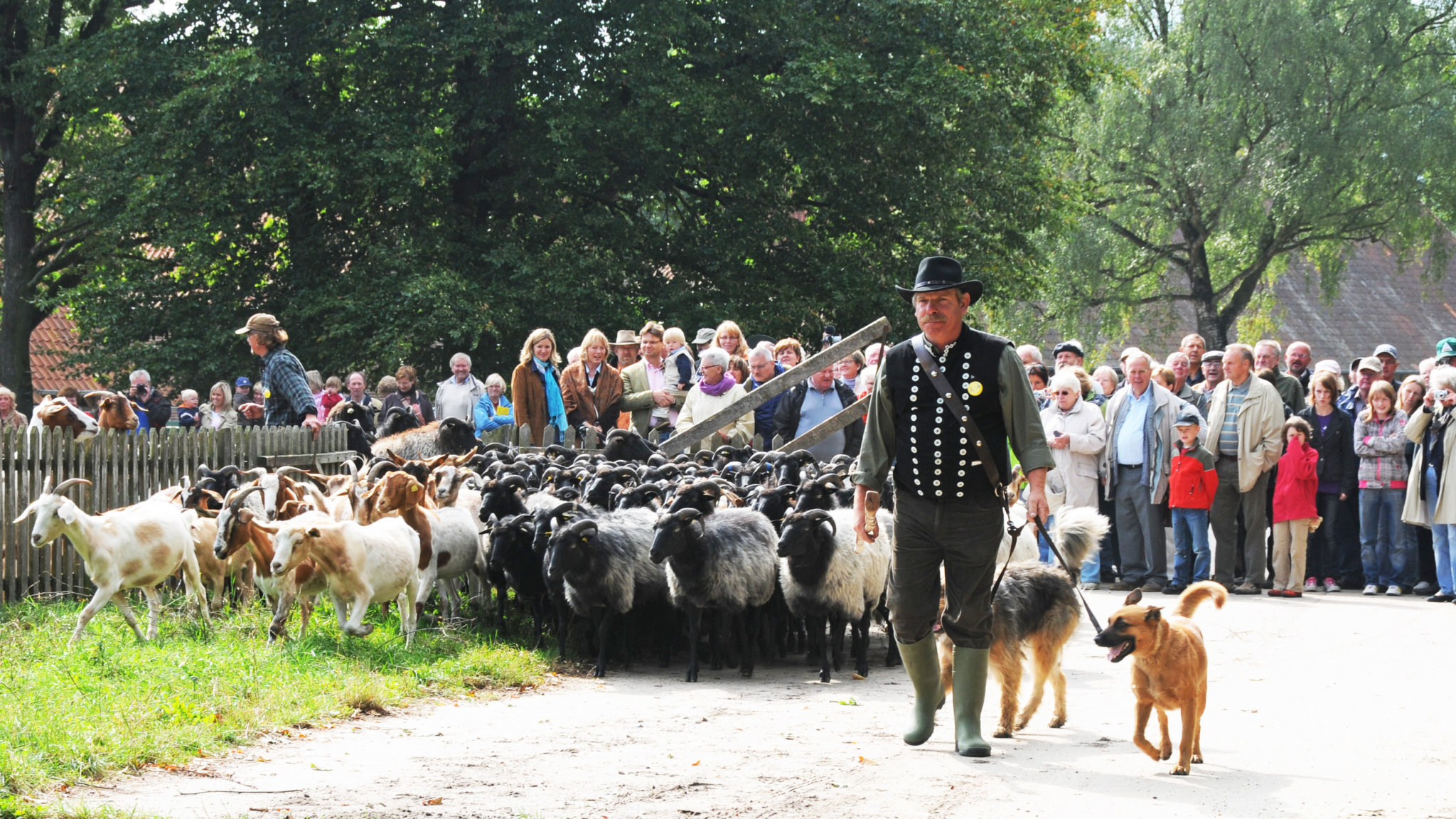 Schäfer und Heidschnuckenherde beim Hoffest auf Hof Tütsberg