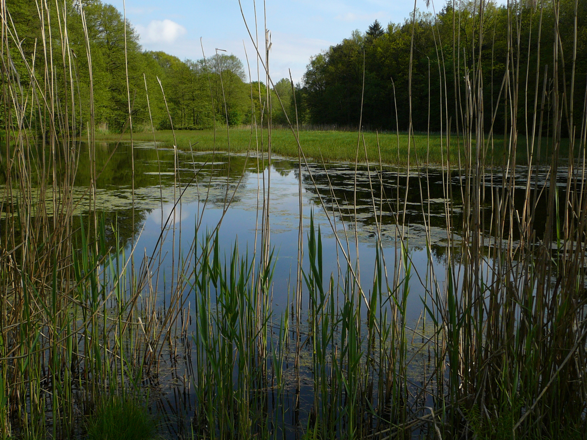 Teichwirtschaft Holm mit Karpfenzucht | VNP-Stiftung