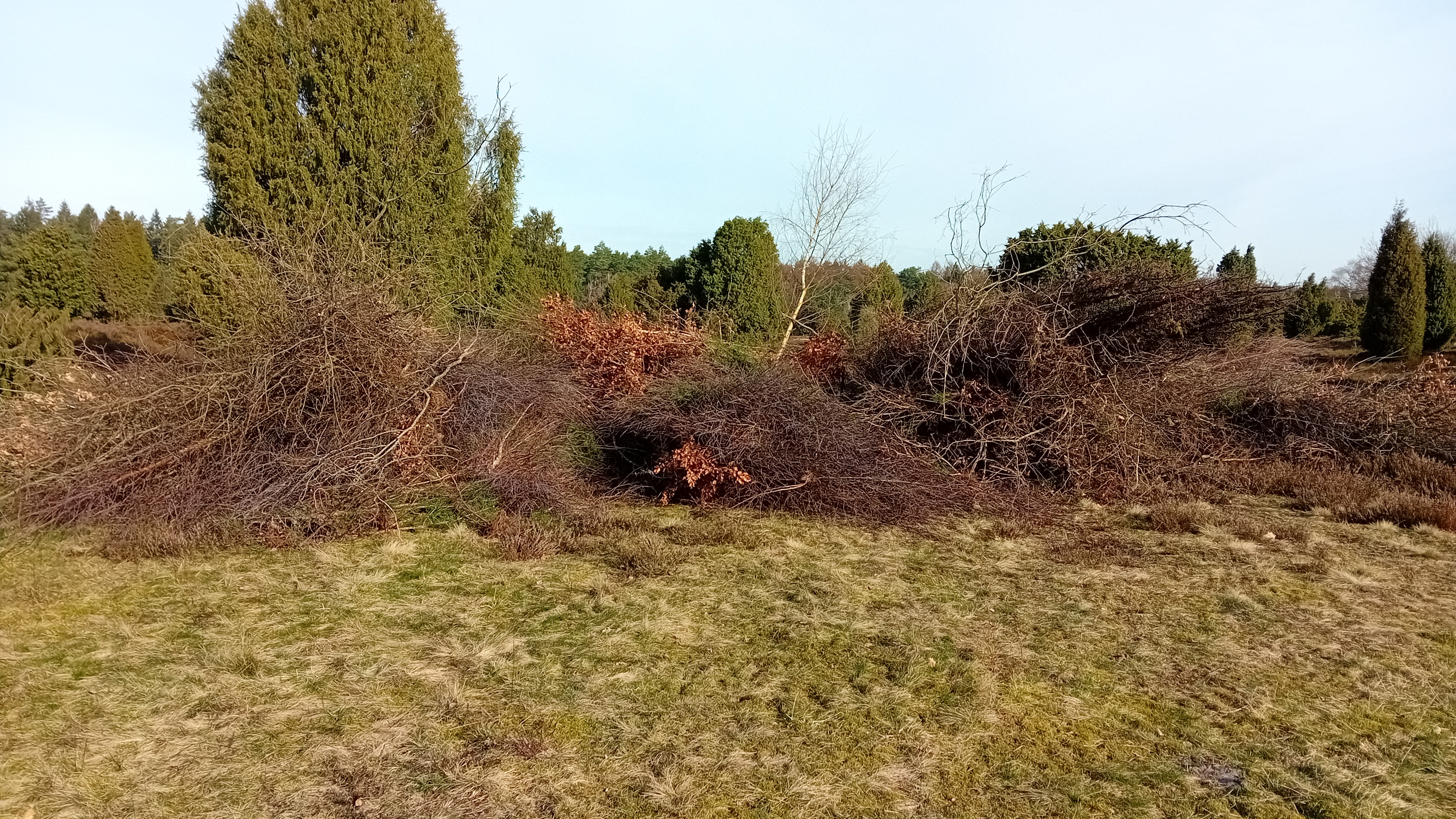 Naturschutzpark mit Offenlandpflege, Heide und Buschland: Gehölze werden auf einem Schredderhaufen vorkonzentriert.
