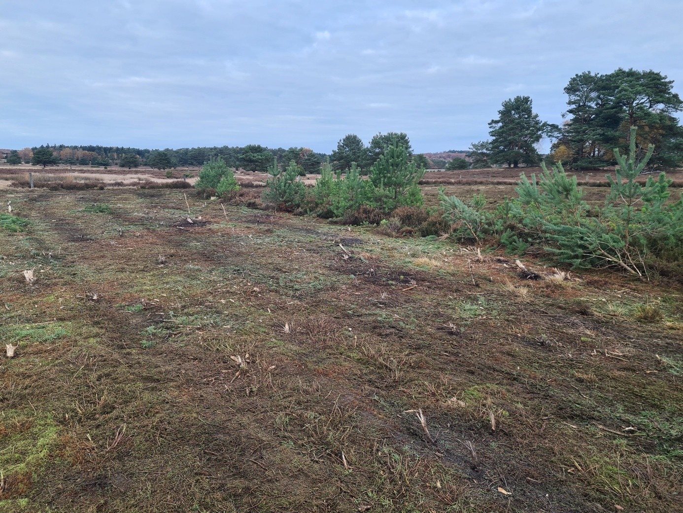 Heidefläche bearbeitet mit strukturanreichernder Mulchmahd (Heidepflege) im Naturschutzgebiet Lüneburger Heide