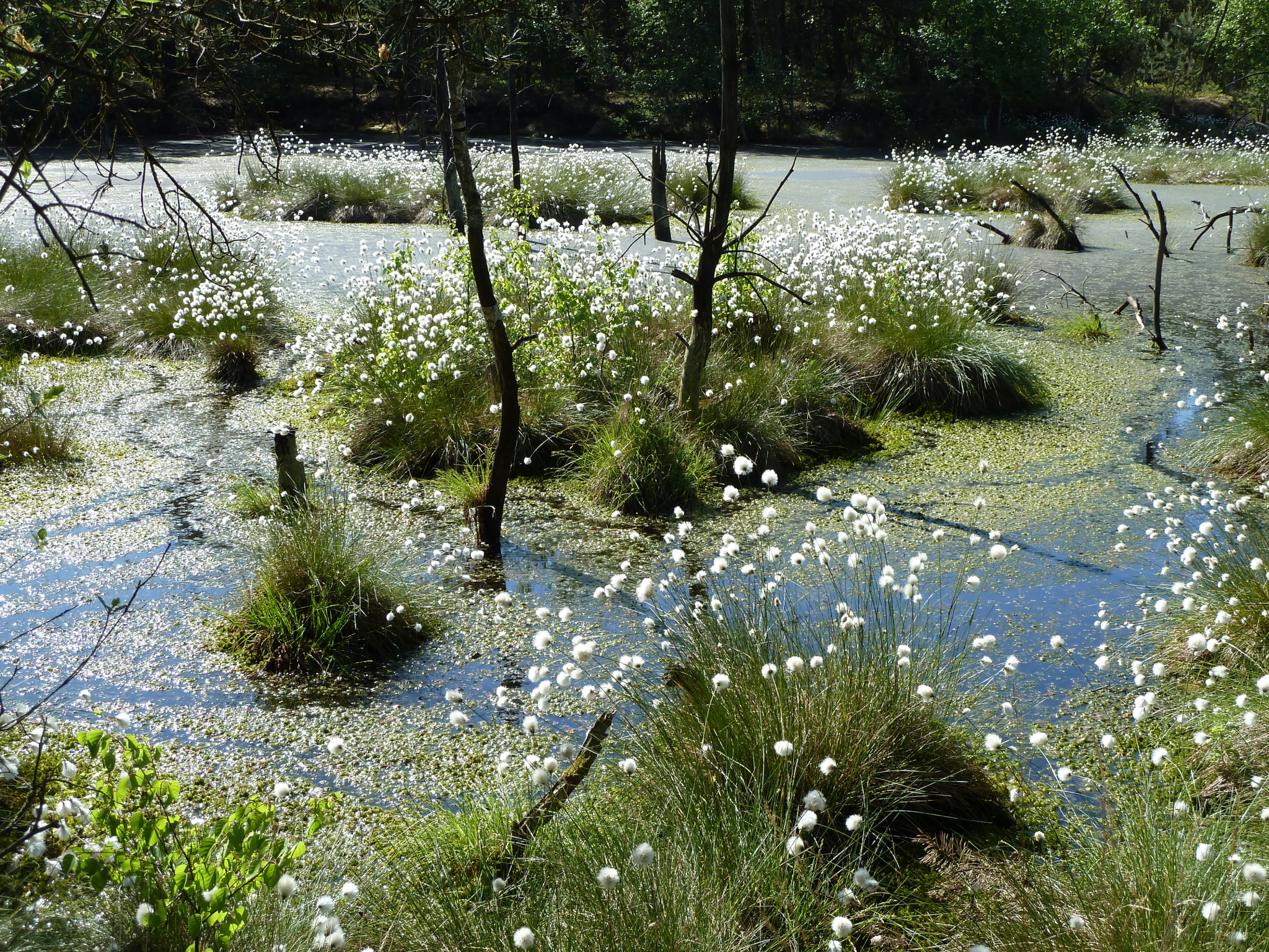 "Wollgrasblüte" im Torfstich im Pietzmoor bei Schneverdingen