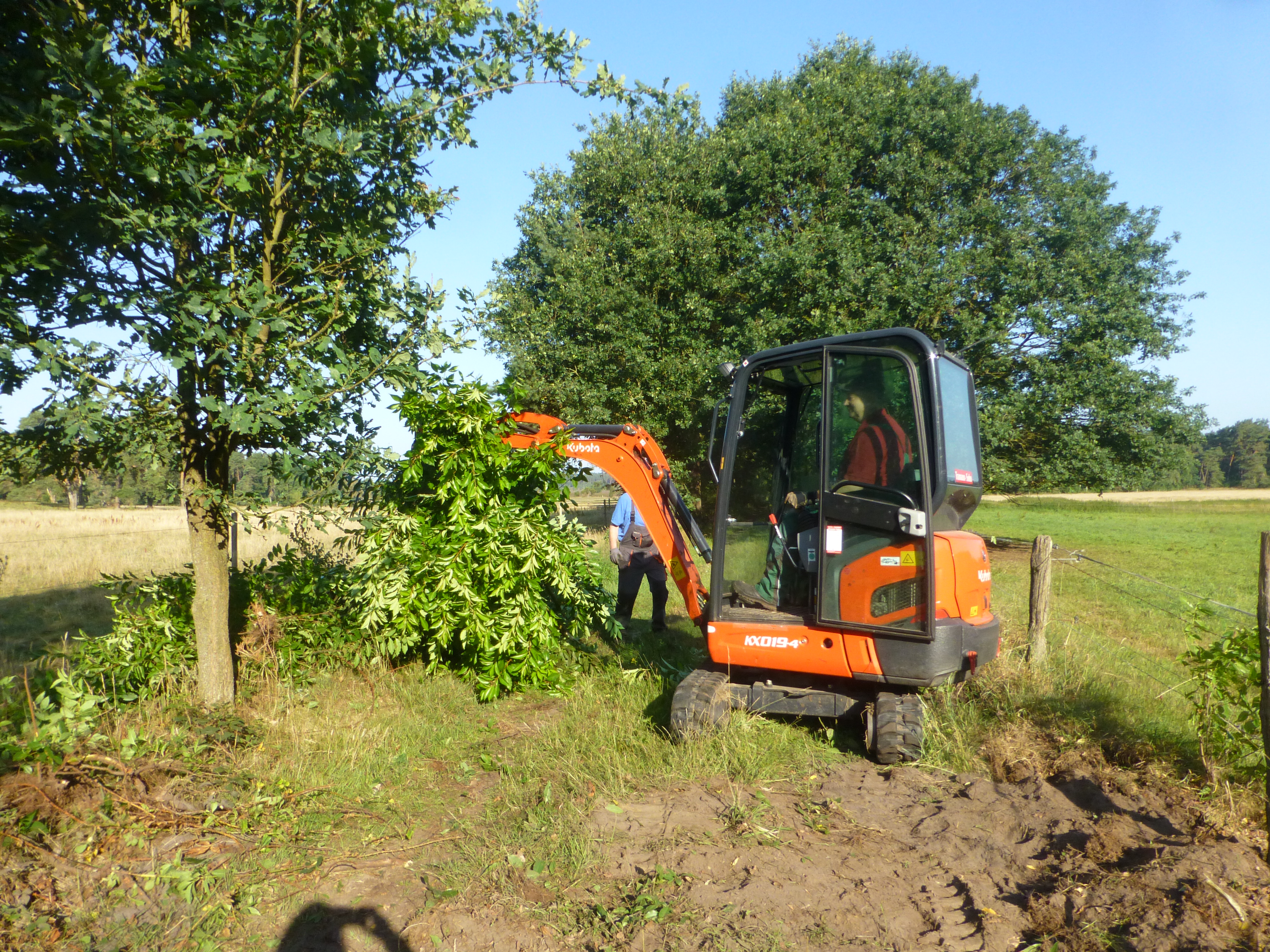 Kleines Baggergerät bei Offenlandpflege im Naturschutzpark, umweltfreundliche Landschaftspflege. Roden der invasiven spätblühenden Traubenkirsche.