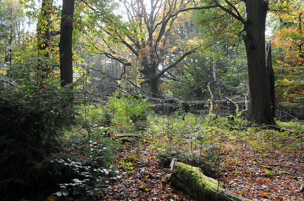 Waldökologie | VNP Stiftung