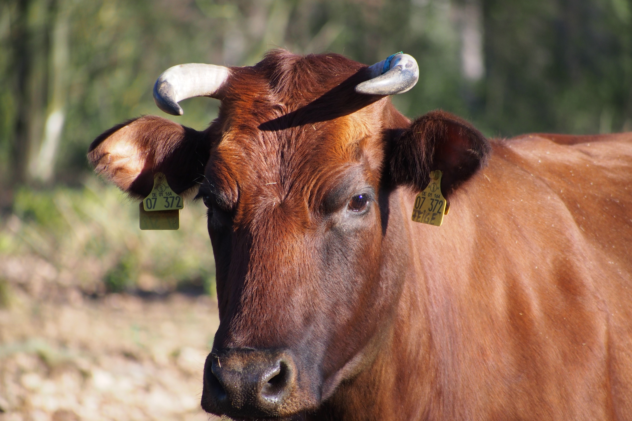 Landschaftspflegehof Hof Tütsberg: Wilseder Rote Rind | Foto: VNP Stiftung Naturschutzpark Lüneburger Heide