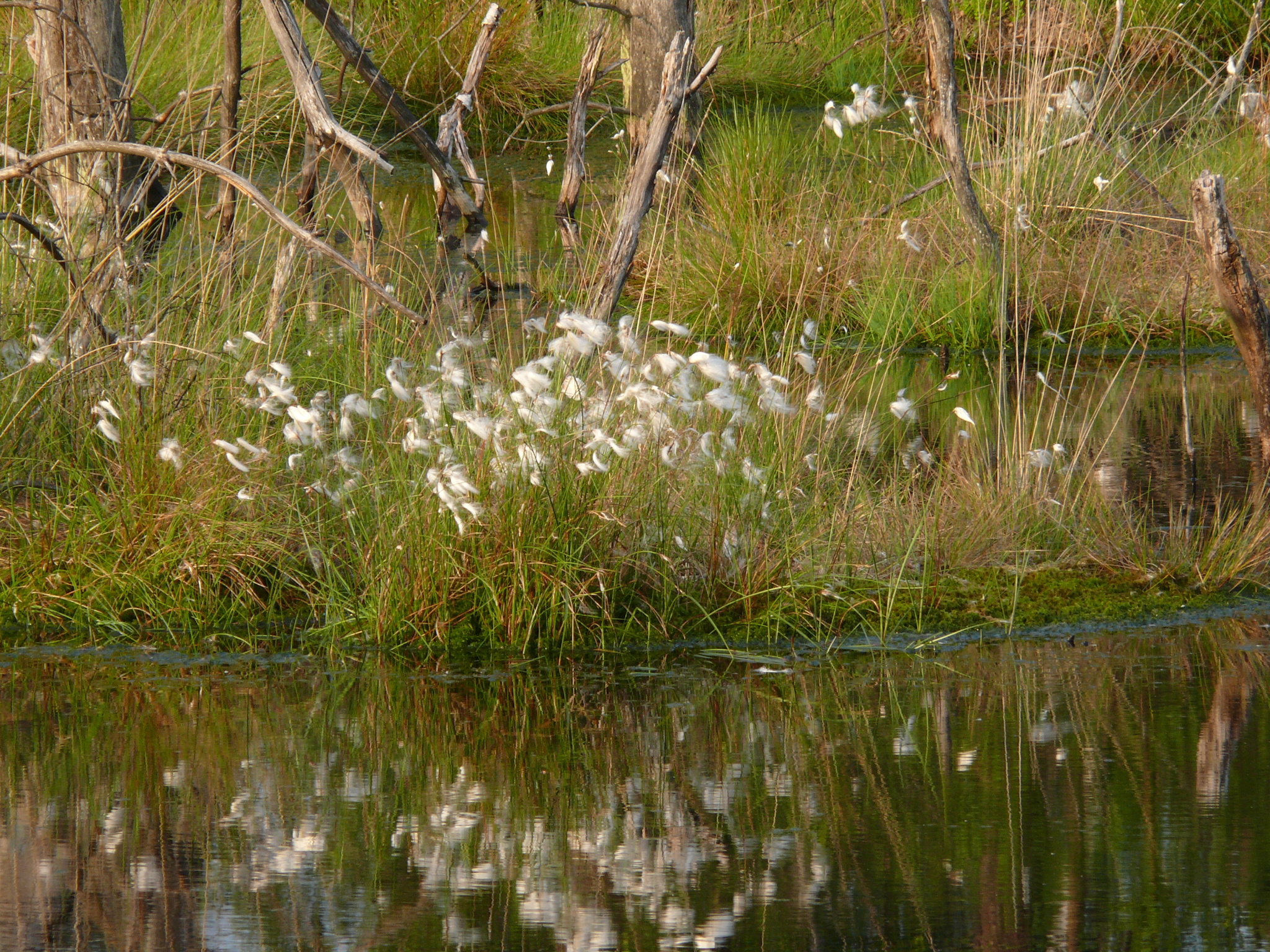 "Wollgrasblüte" im Pietzmoor bei Schneverdingen | VNP-Stiftung
