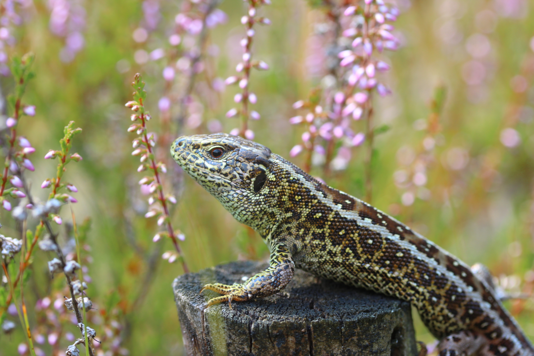 Zauneidechse | VNP Stiftung Naturschutzpark Lüneburger Heide